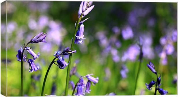 Bluebells Lickey End Canvas Print by Oliver Walton
