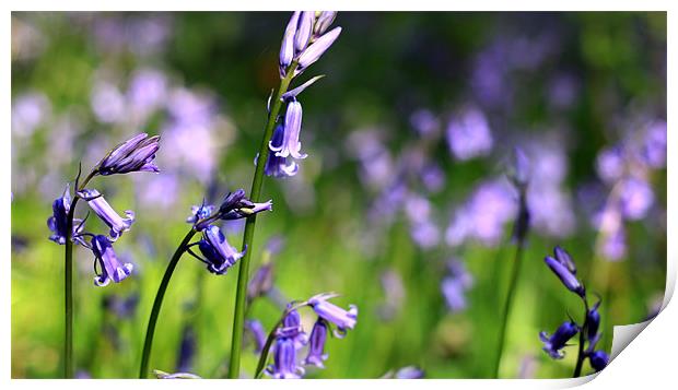 Bluebells Lickey End Print by Oliver Walton