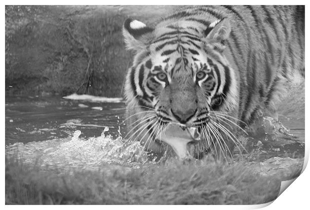 Tiger Playing in Water Print by Selena Chambers