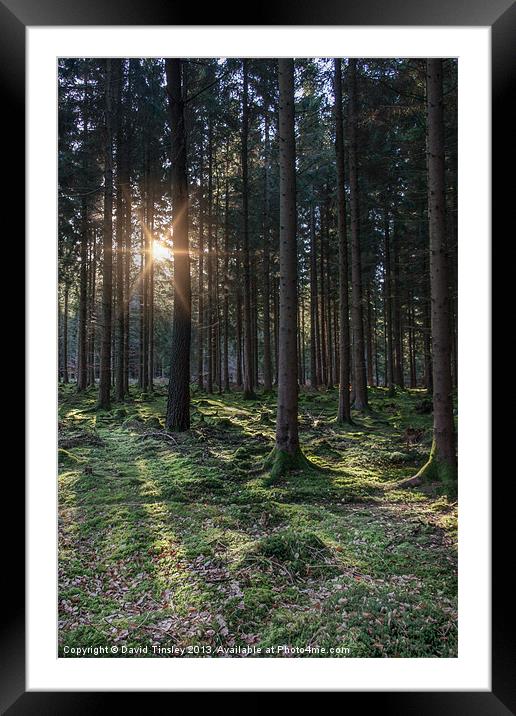 Woodland Sunrise Framed Mounted Print by David Tinsley