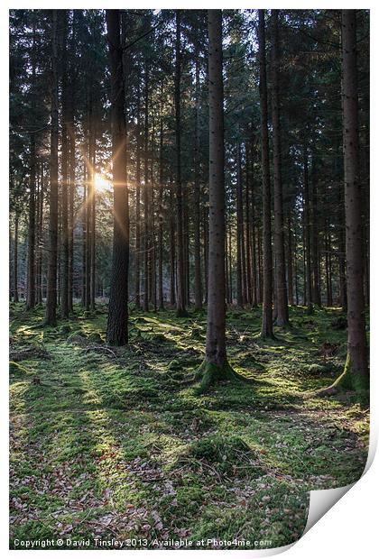 Woodland Sunrise Print by David Tinsley