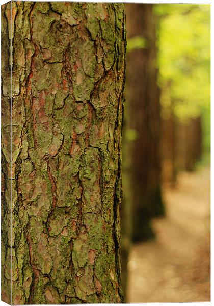 Line of Trees Canvas Print by Oliver Walton