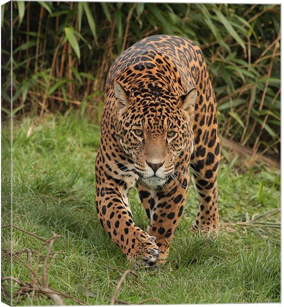 Male Jaguar  Canvas Print by Alan Steedman