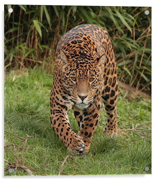 Male Jaguar  Acrylic by Alan Steedman