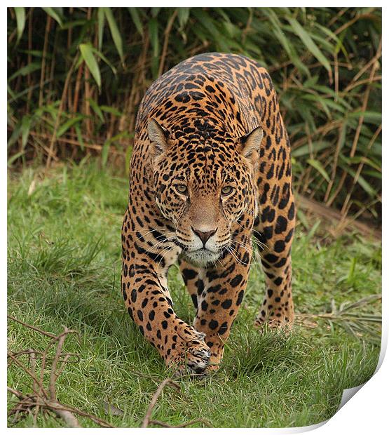 Male Jaguar  Print by Alan Steedman