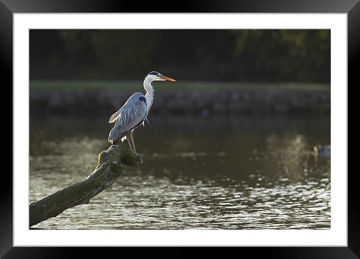 Grey Heron Fishing Framed Mounted Print by Philip Berry