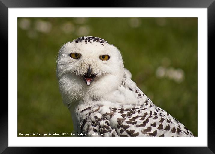 Snowy Owl Framed Mounted Print by George Davidson