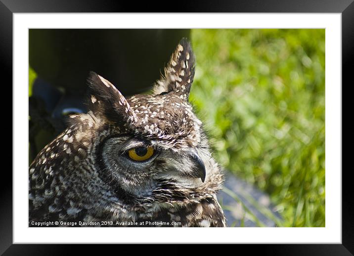 Long Eared Owl Framed Mounted Print by George Davidson