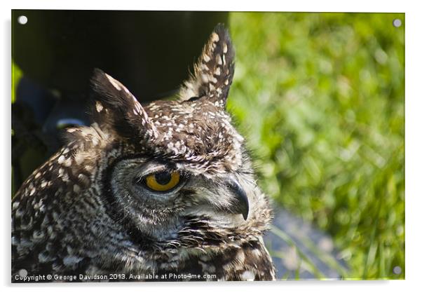 Long Eared Owl Acrylic by George Davidson