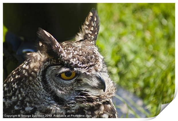 Long Eared Owl Print by George Davidson