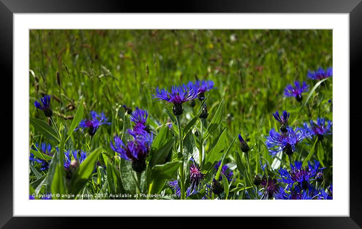 Mountain Cornflower Framed Mounted Print by Angie Morton
