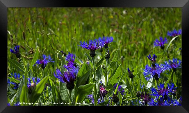 Mountain Cornflower Framed Print by Angie Morton
