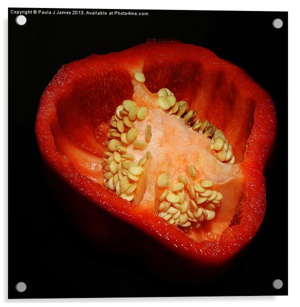 Red Pepper Acrylic by Paula J James