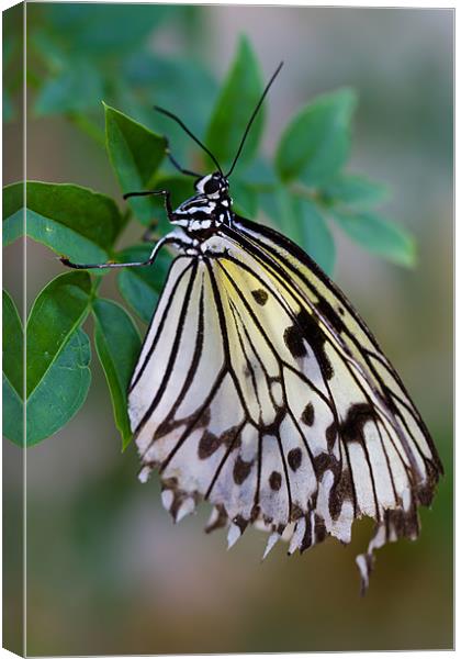 Hanging On Canvas Print by Paul Shears Photogr