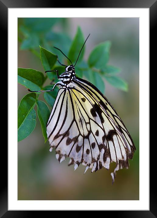 Hanging On Framed Mounted Print by Paul Shears Photogr