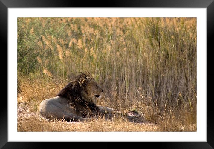 Kalahari Lion Framed Mounted Print by George Pritchard