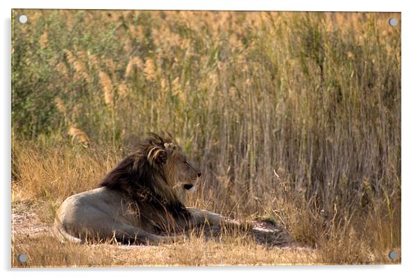 Kalahari Lion Acrylic by George Pritchard