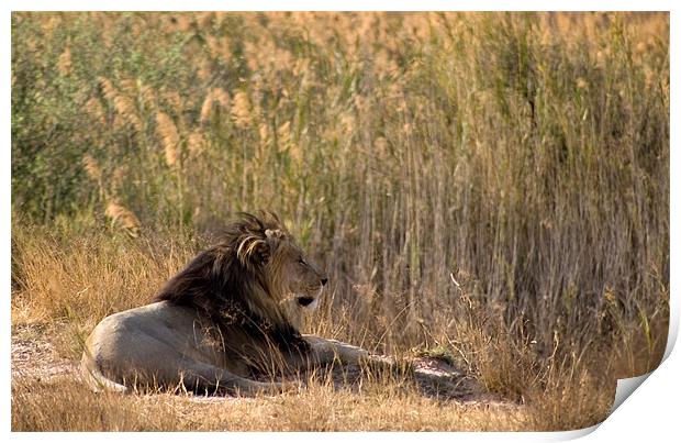 Kalahari Lion Print by George Pritchard