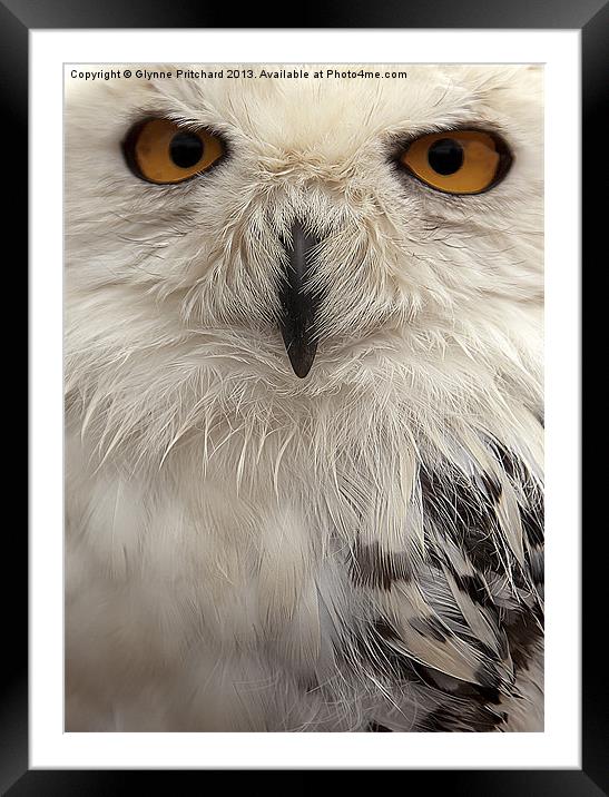 You Looking at me? Framed Mounted Print by Glynne Pritchard