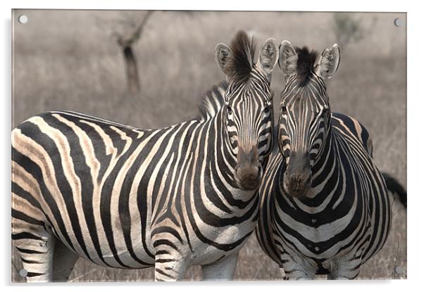 Posing  Zebras Acrylic by George Pritchard