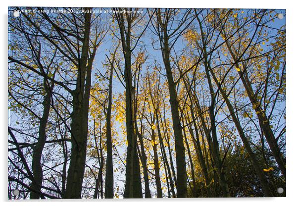 Autumn trees Acrylic by craig beattie