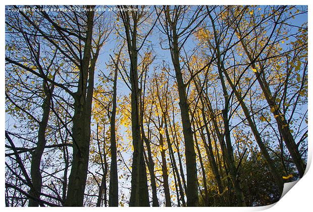 Autumn trees Print by craig beattie