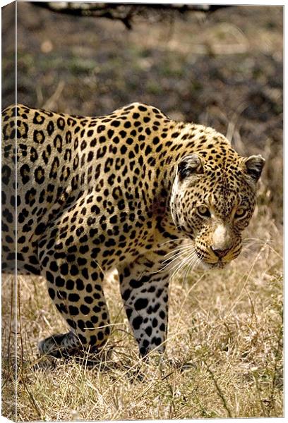 Leopard Watching Canvas Print by George Pritchard