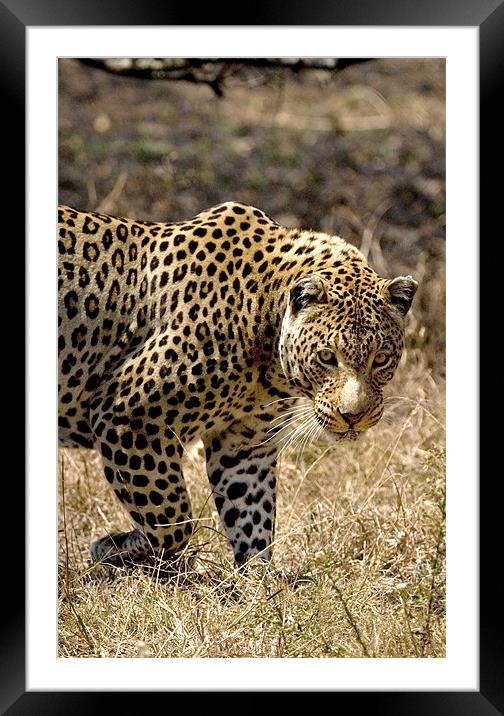 Leopard Watching Framed Mounted Print by George Pritchard