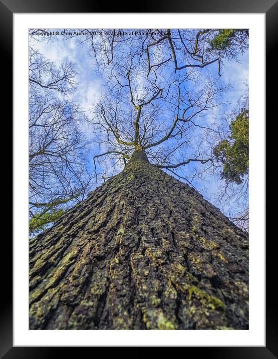 High Rise Tree Framed Mounted Print by Chris Archer