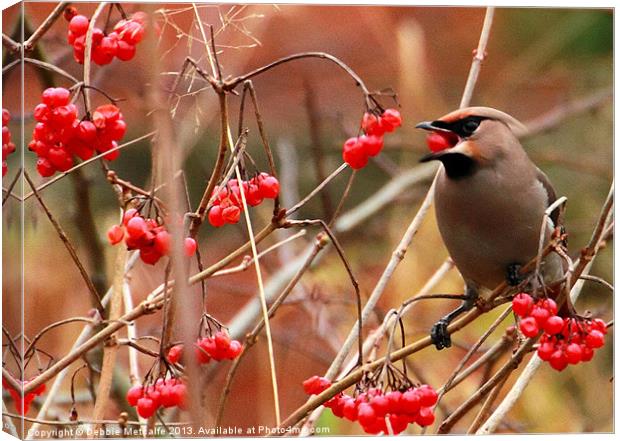 Hungry Waxwing Canvas Print by Debbie Metcalfe