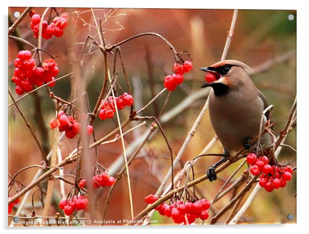 Hungry Waxwing Acrylic by Debbie Metcalfe