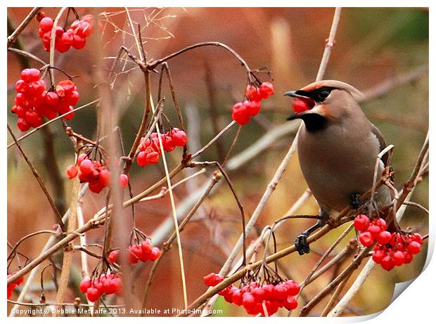 Hungry Waxwing Print by Debbie Metcalfe