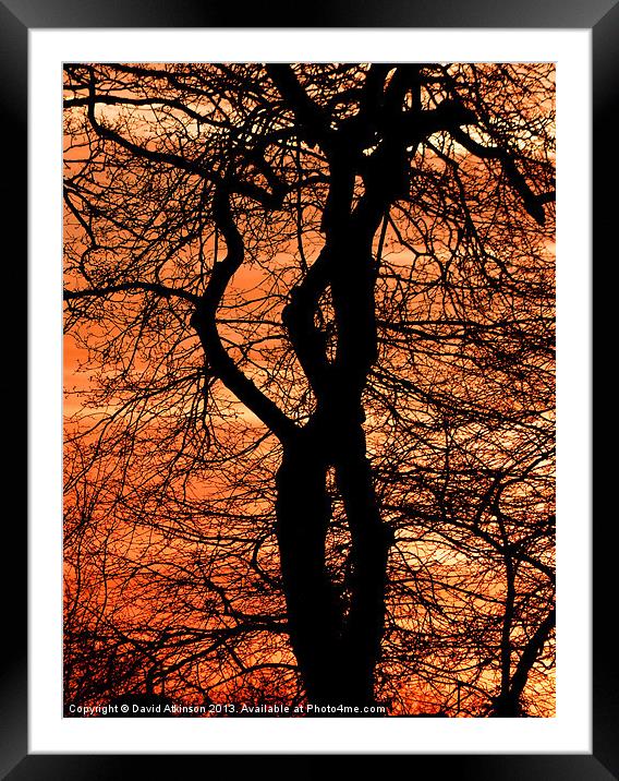 TREE LOVERS Framed Mounted Print by David Atkinson