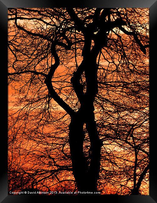 TREE LOVERS Framed Print by David Atkinson