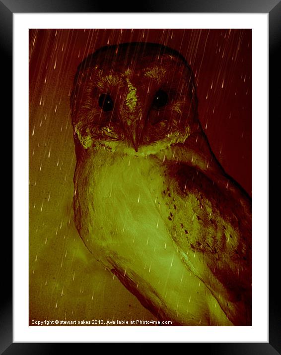 owls collection 1 Framed Mounted Print by stewart oakes