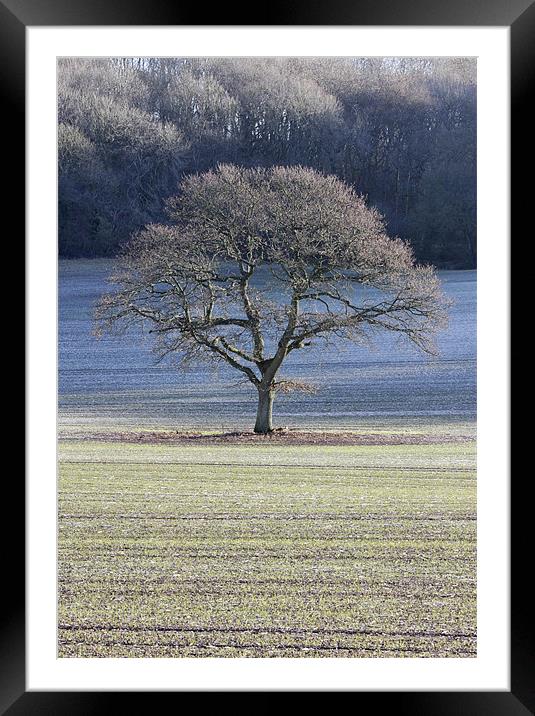 Frosted tree Framed Mounted Print by Tony Bates