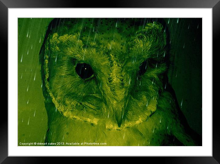 owls collection 2 Framed Mounted Print by stewart oakes