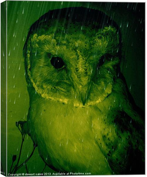 owls collection 3 Canvas Print by stewart oakes