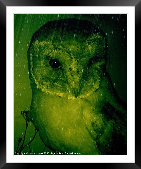 owls collection 3 Framed Mounted Print by stewart oakes