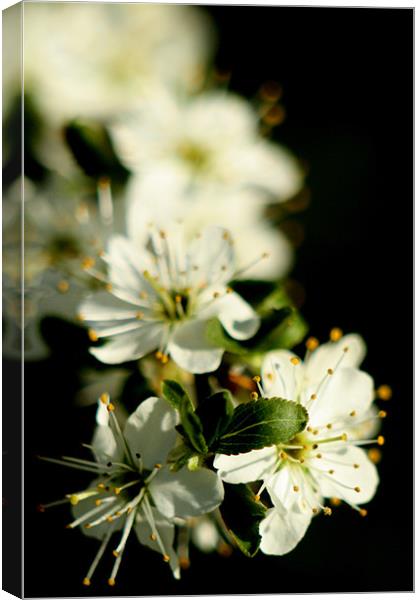 Apple Flower Close Up Canvas Print by Mark Kendrick