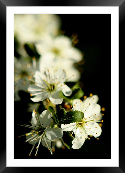 Apple Flower Close Up Framed Mounted Print by Mark Kendrick