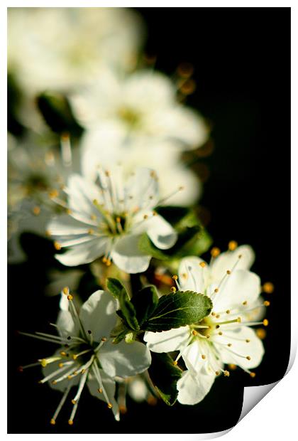 Apple Flower Close Up Print by Mark Kendrick