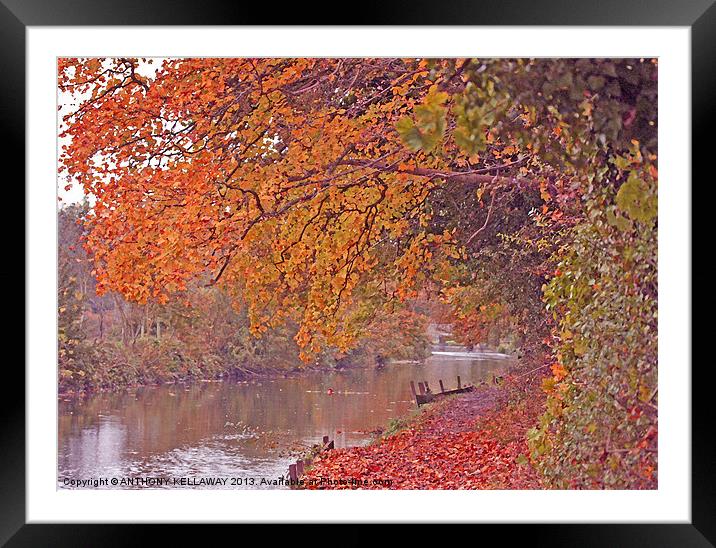 ITCHEN NAVIGATION IN AUTUMN Framed Mounted Print by Anthony Kellaway