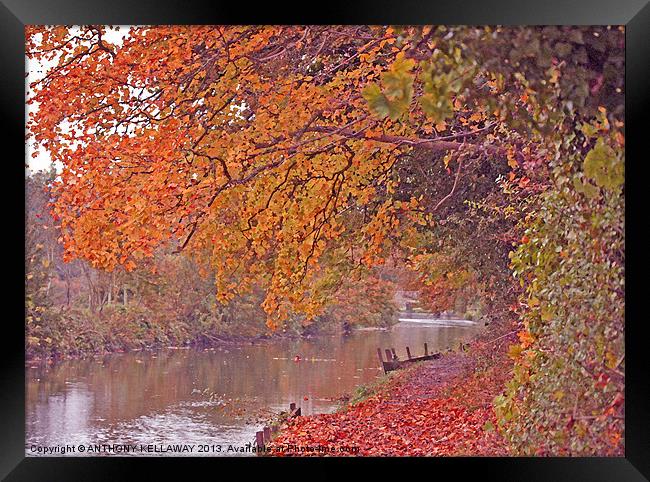 ITCHEN NAVIGATION IN AUTUMN Framed Print by Anthony Kellaway