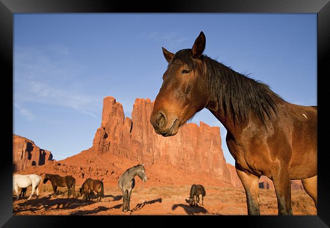 Indian Horses at Monument Valley Framed Print by peter schickert