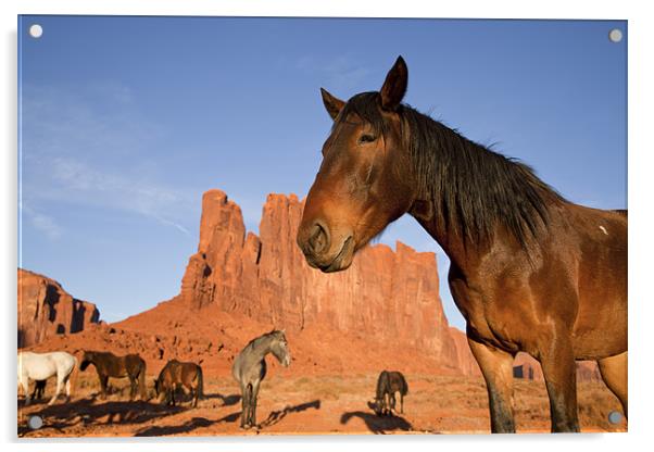 Indian Horses at Monument Valley Acrylic by peter schickert