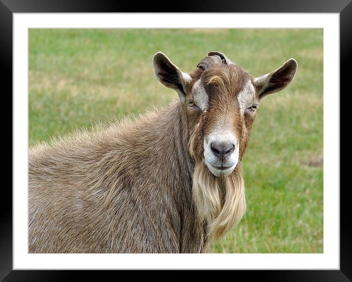 Goat Portrait Framed Mounted Print by Diana Mower