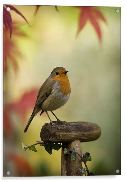 ROBIN AND ACER Acrylic by Anthony R Dudley (LRPS)