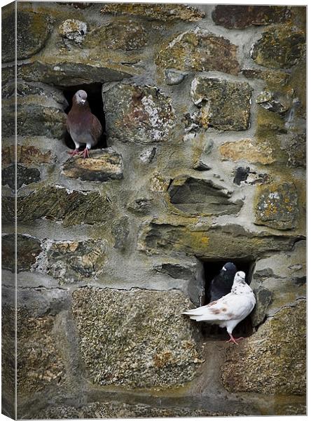 PIGEON HOLES Canvas Print by Anthony R Dudley (LRPS)