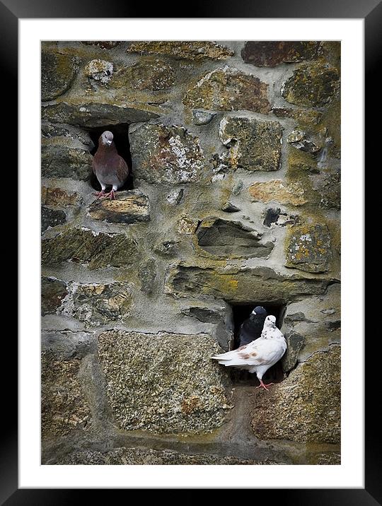 PIGEON HOLES Framed Mounted Print by Anthony R Dudley (LRPS)